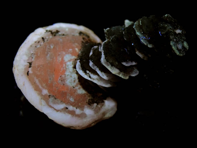 Photo below under longwave ultraviolet illumination of Calcite (unusual parallel formation) with Pyrite from Thomaston Dam Railroad Cut, Thomaston, Litchfield County, Connecticut Calcite (unusual parallel formation) with Pyrite from Thomaston Dam Railroad Cut, Thomaston, Litchfield County, Connecticut