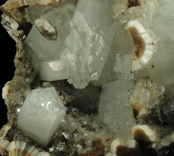 Apophyllite on Pectolite from Millington Quarry, Bernards Township, Somerset County, New Jersey