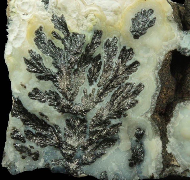 Manganese Oxide Dendrites in Quartz var. Chalcedony (Dendritic Agate) from Chihuahua, Mexico