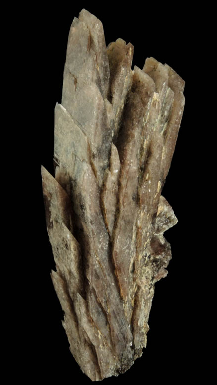 Axinite-Fe from Borosilikatnoye deposit, Dalnegorsk, Primorskiy Kray, Russia