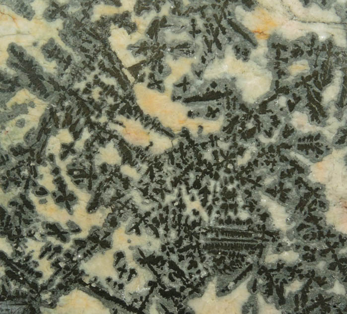 Silver (dendritic native silver) in Calcite from Cobalt District, Ontario, Canada