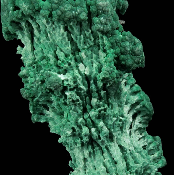 Malachite hollow stalactite from Musonoi Mine, Kolwezi District, Katanga Copperbelt, Lualaba Province, Democratic Republic of the Congo