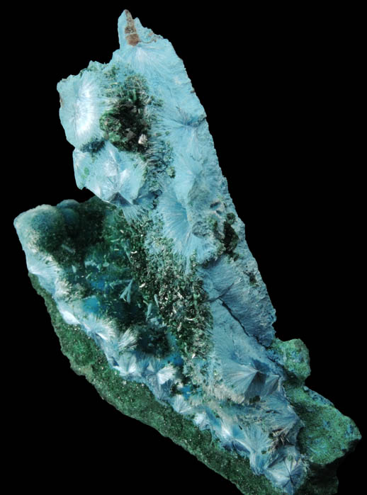 Malachite and Shattuckite from Kambove Mining District, 130 km NW of Lubumbashi, Katanga Copperbelt, Lualaba Province, Democratic Republic of the Congo