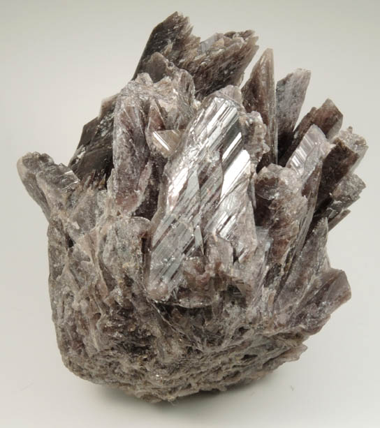 Axinite-(Fe), formerly known as Ferro-axinite from Dalnegorsk, Primorskiy Kray, Russia