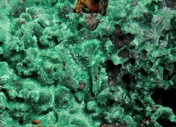 Malachite from Kolwezi Mining District, 240 km WNW of  Lubumbashi, Katanga Copperbelt, Lualaba Province, Democratic Republic of the Congo