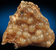 Quartz var. Agate pseudomorphs after Coral (Tampa Bay Coral) from Ballast Point, Tampa Bay, Hillsborough County, Florida