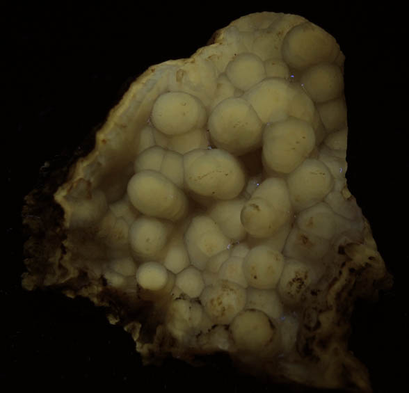 Quartz var. Agate pseudomorphs after Coral (Tampa Bay Coral) from Ballast Point, Tampa Bay, Hillsborough County, Florida