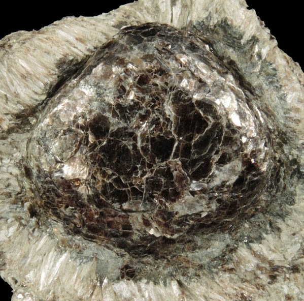 Phlogopite in Anthophyllite (Hermanov Sphere) from Hermanov, Vysocina, Czech Republic
