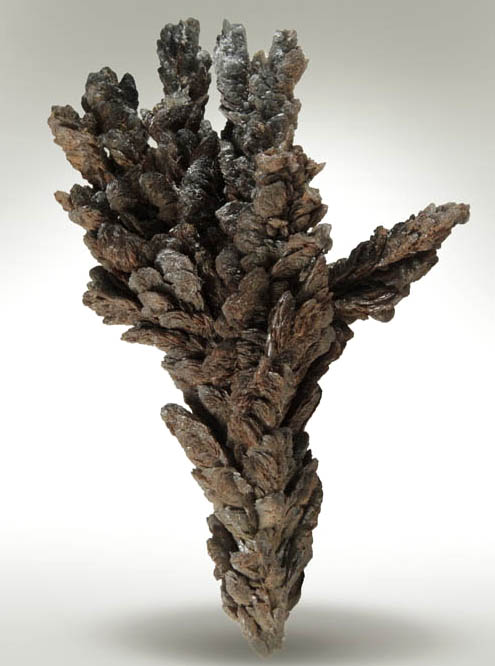 Descloizite (arborescent formation) from Berg Aukas Mine, 16 km ENE of Grootfontein, Otavi Mountain Land, Namibia