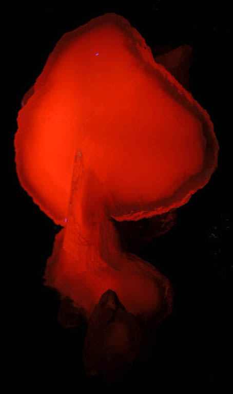 Photo below under longwave ultraviolet illumination of Calcite (internally zoned) from Dalnegorsk, Primorskiy Kray, Russia Calcite (internally zoned) from Dalnegorsk, Primorskiy Kray, Russia