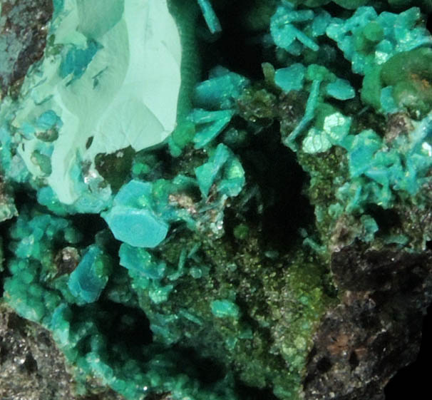 Chalcophyllite over Cornwallite from Majuba Hill, Antelope District, Pershing County, Nevada