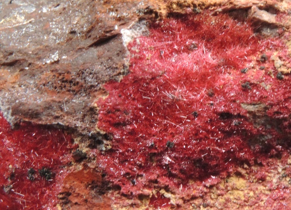 Cuprite var. Chalcotrichite from Bisbee, Warren District, Cochise County, Arizona