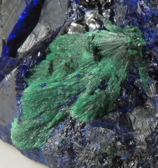 Azurite with partial alteration to Malachite from Milpillas Mine, Cuitaca, Sonora, Mexico