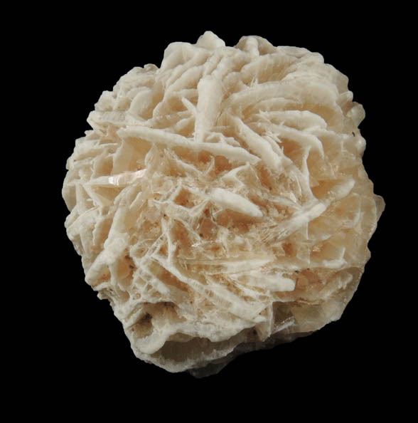 Gypsum var. Desert Rose from Ahumada Playa, Chihuahua, Mexico