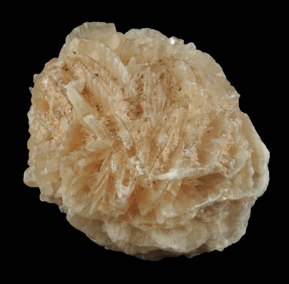 Gypsum var. Desert Rose from Ahumada Playa, Chihuahua, Mexico