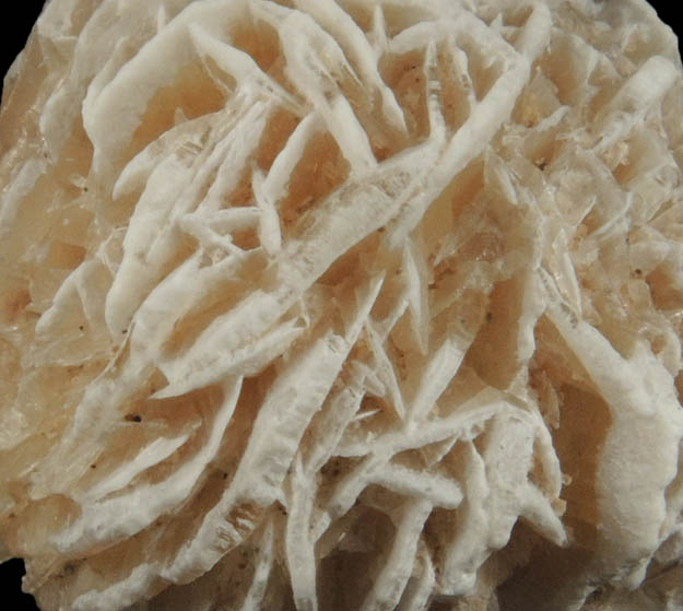 Gypsum var. Desert Rose from Ahumada Playa, Chihuahua, Mexico