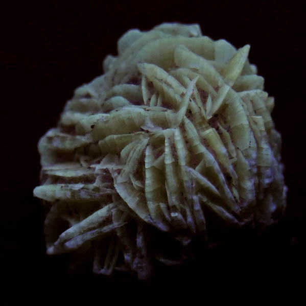 Gypsum var. Desert Rose from Ahumada Playa, Chihuahua, Mexico