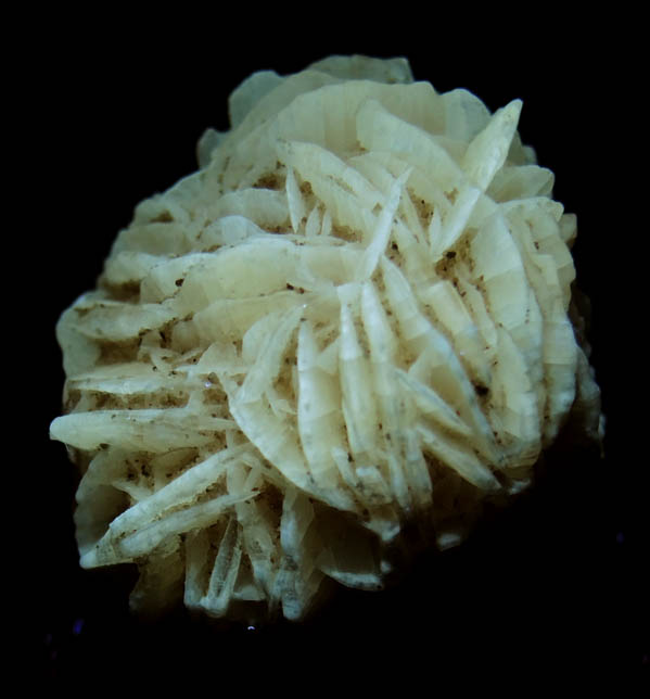 Gypsum var. Desert Rose from Ahumada Playa, Chihuahua, Mexico