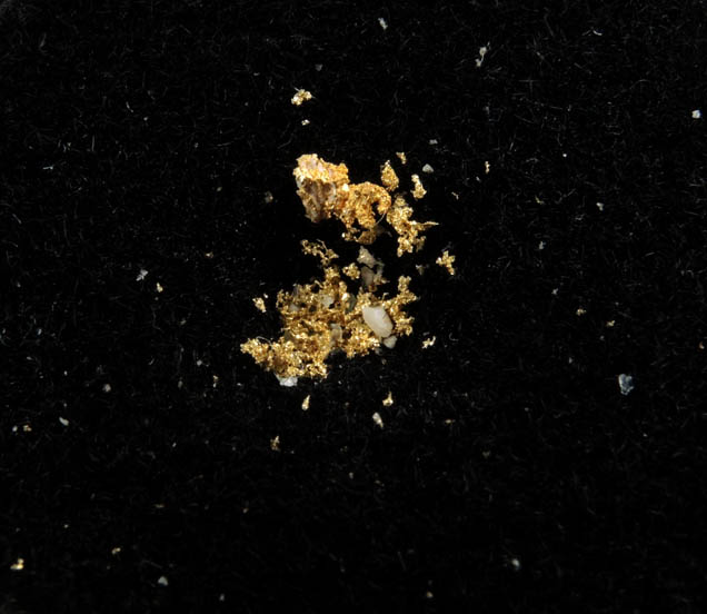 Gold (flakes) from Belshazzar Mine, Boise County, Idaho