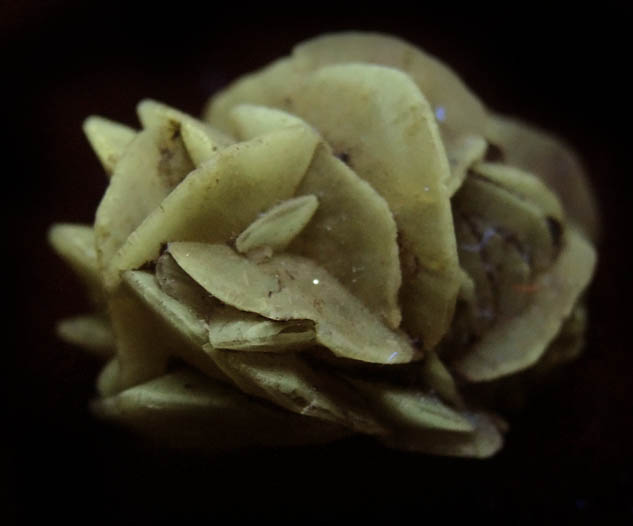 Gypsum var. Desert Rose from Death Valley Playa, Inyo County, California