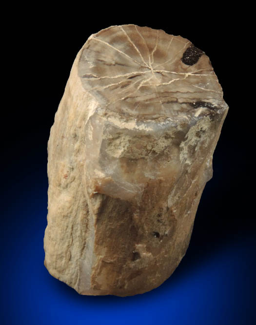 Petrified Wood (silicified oak wood replacement) from McDermitt District, Malheur County, Oregon