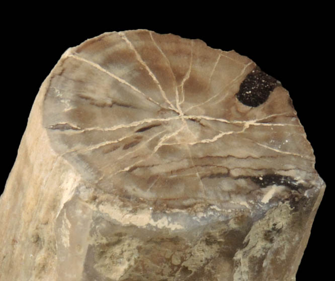 Petrified Wood (silicified oak wood replacement) from McDermitt District, Malheur County, Oregon