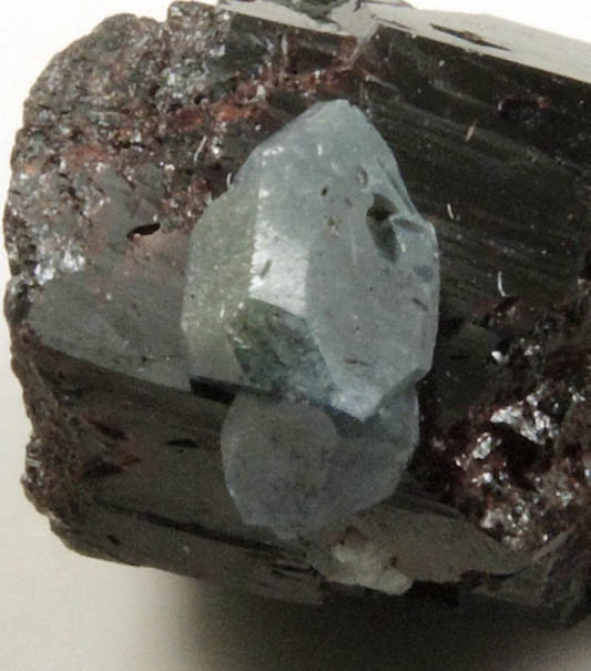 Benitoite on Neptunite from Benitoite Gem Mine, New Idria District, San Benito County, California (Type Locality for Benitoite)