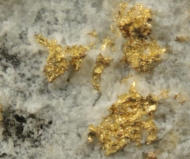 Gold in Quartz from Minera di Brusson (Chamousira), Val d'Ayas, Valle d'Aosta, Italy