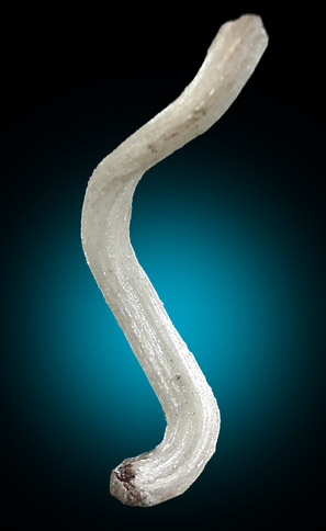 Gypsum var. Ram's Horn from Chihuahua, Mexico