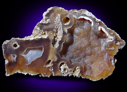 Quartz var. Agate pseudomorphs after Coral (Tampa Bay Coral) from Ballast Point, Tampa Bay, Hillsborough County, Florida