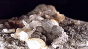 Quartz with Magnesite, Kyanite, Almandine from Becker Quarry, West Willington, Connecticut