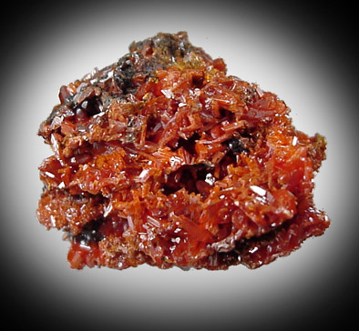 Crocoite from Adelaide Mine, Dundas, Tasmania, Australia